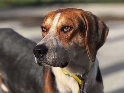 Silas — Foxhound Cross