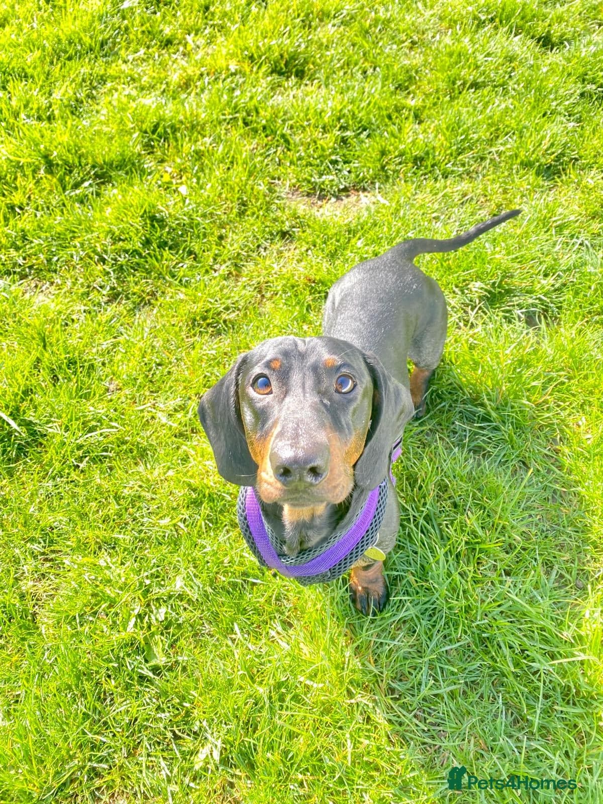 Sausage photo 4