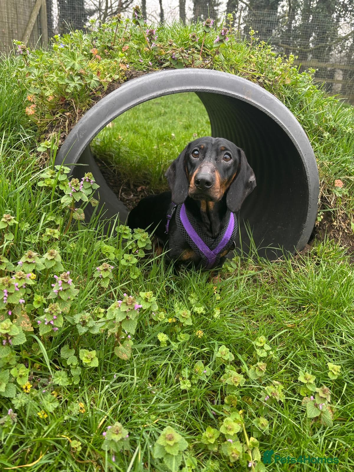 Sausage photo 2