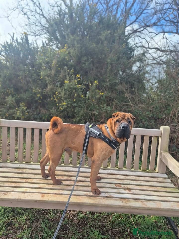 Raptor — Shar Pei