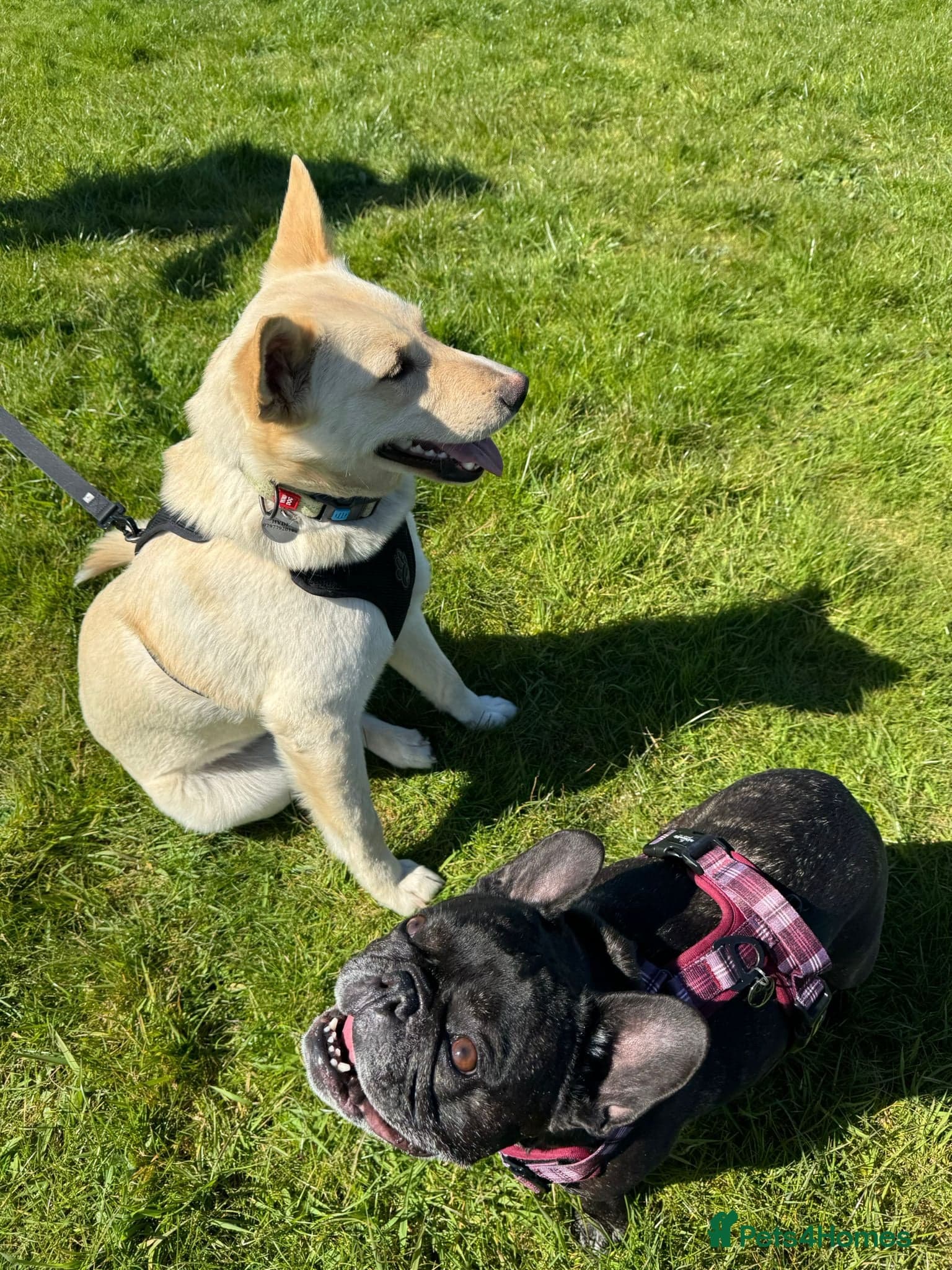 ️🐶 milady photo 2