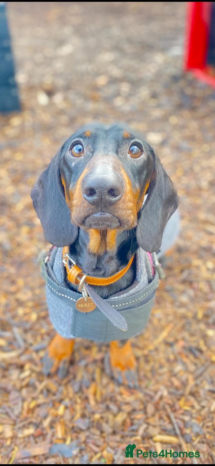 Sausage photo 6