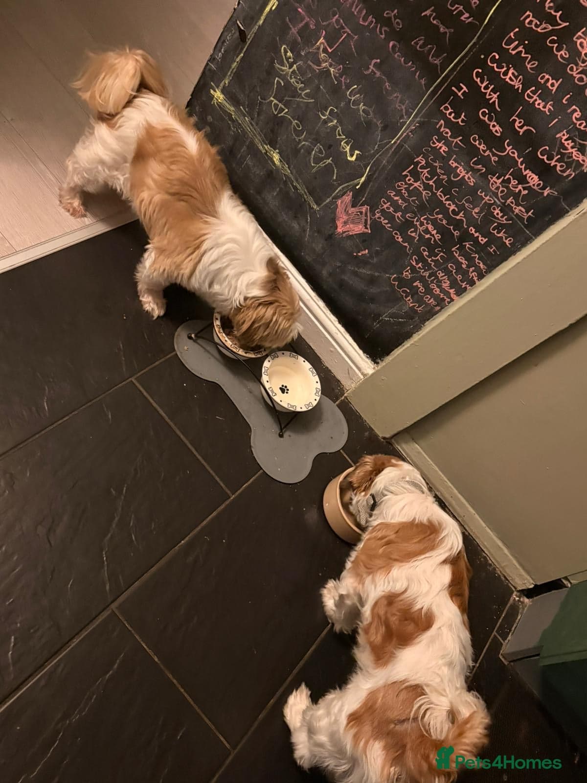 Ralph — Shih Tzu