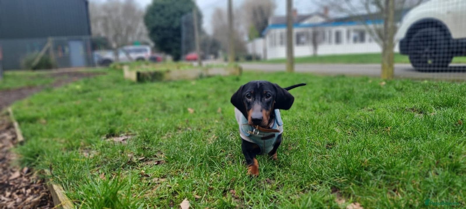 Sausage photo 8